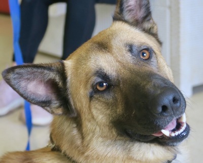 Klein, Schäferhund Mix - Rüde