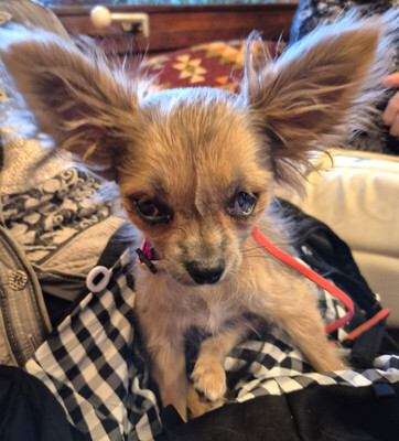 Klein Tommy, Chihuahua Welpen - Rüde