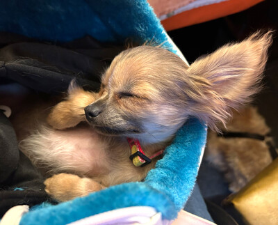 Klein Tommy, Chihuahua Welpen - Rüde