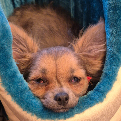 Klein Tommy, Chihuahua Welpen - Rüde