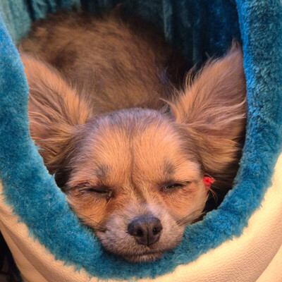 Klein Tommy, Chihuahua Welpen - Rüde