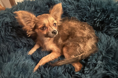 Klein Tommy, Chihuahua Welpen - Rüde
