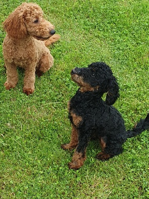 Klein- oder Mittelpudel Welpen - Hündin