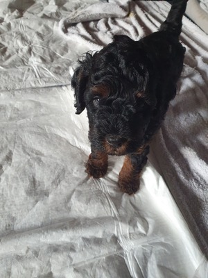 Klein- oder Mittelpudel Welpen - Rüde