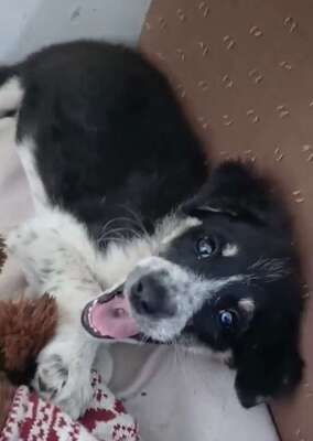 🐾 Kleine Berta – das gepunktete Glück auf vier Pfoten! 🐾