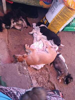 🐾 Kleine Berta – das gepunktete Glück auf vier Pfoten! 🐾, Mischling - Hündin