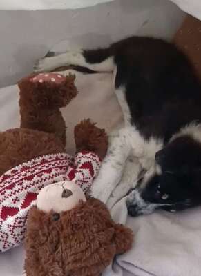 🐾 Kleine Berta – das gepunktete Glück auf vier Pfoten! 🐾, Mischling - Hündin