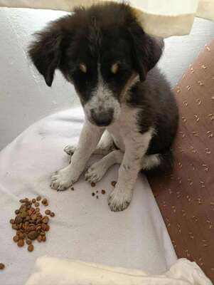 🐾 Kleine Berta – das gepunktete Glück auf vier Pfoten! 🐾, Mischling - Hündin