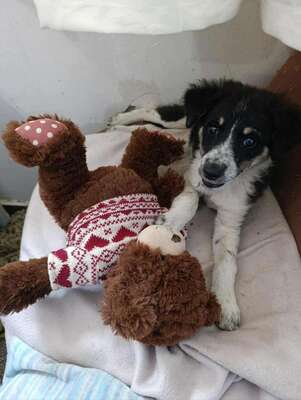 🐾 Kleine Berta – das gepunktete Glück auf vier Pfoten! 🐾, Mischling - Hündin