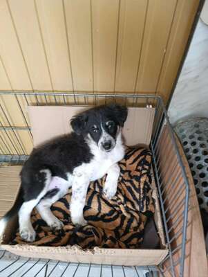 🐾 Kleine Berta – das gepunktete Glück auf vier Pfoten! 🐾, Mischling - Hündin