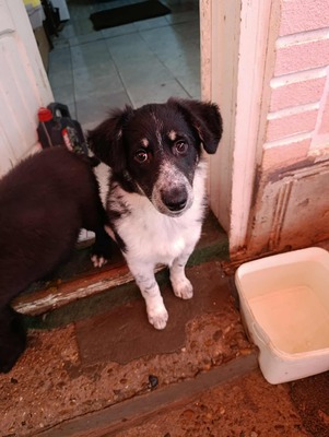 🐾 Kleine Berta – das gepunktete Glück auf vier Pfoten! 🐾, Mischling - Hündin