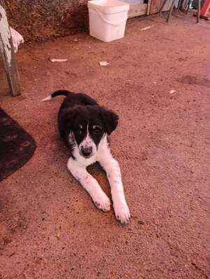 🐾 Kleine Berta – das gepunktete Glück auf vier Pfoten! 🐾, Mischling - Hündin