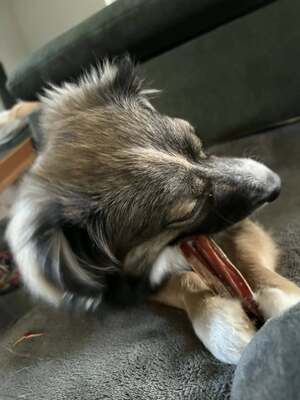 Kleine Kuschelmaus Hanni sucht ihre Herzensmenschen, Chihuahua - Mischling - Hündin