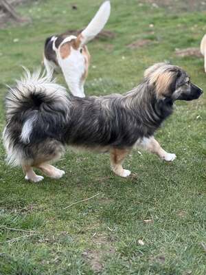 Kleine Kuschelmaus Hanni sucht ihre Herzensmenschen, Chihuahua - Mischling - Hündin