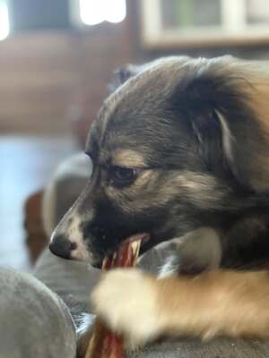 Kleine Kuschelmaus Hanni sucht ihre Herzensmenschen, Chihuahua - Mischling - Hündin