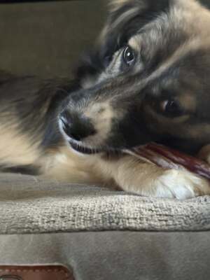 Kleine Kuschelmaus Hanni sucht ihre Herzensmenschen, Chihuahua - Mischling - Hündin