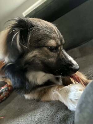 Kleine Kuschelmaus Hanni sucht ihre Herzensmenschen, Chihuahua - Mischling - Hündin