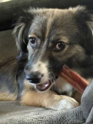 Kleine Kuschelmaus Hanni sucht ihre Herzensmenschen, Chihuahua - Mischling - Hündin