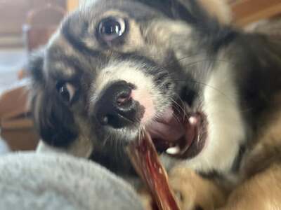 Kleine Kuschelmaus Hanni sucht ihre Herzensmenschen, Chihuahua - Mischling - Hündin