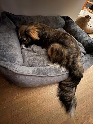 Kleine Kuschelmaus Hanni sucht ihre Herzensmenschen, Chihuahua - Mischling - Hündin