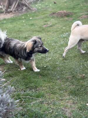 Kleine Kuschelmaus Hanni sucht ihre Herzensmenschen, Chihuahua - Mischling - Hündin