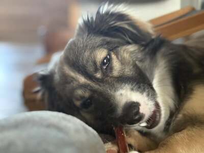 Kleine Kuschelmaus Hanni sucht ihre Herzensmenschen