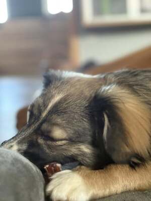 Kleine Kuschelmaus Hanni sucht ihre Herzensmenschen, Mischling - Hündin