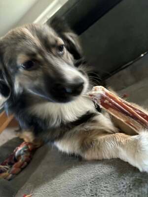 Kleine Kuschelmaus Hanni sucht ihre Herzensmenschen, Mischling - Hündin