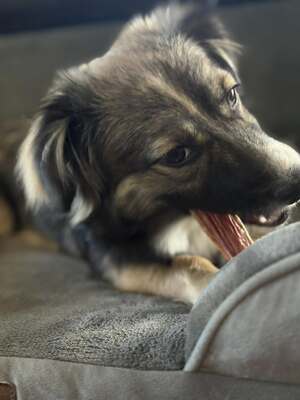 Kleine Kuschelmaus Hanni sucht ihre Herzensmenschen, Mischling - Hündin