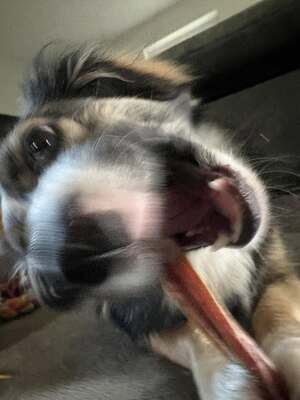 Kleine Kuschelmaus Hanni sucht ihre Herzensmenschen, Mischling - Hündin