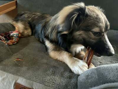 Kleine Kuschelmaus Hanni sucht ihre Herzensmenschen, Mischling - Hündin