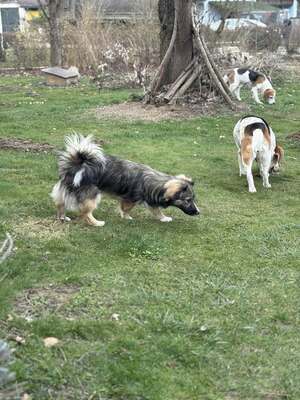 Kleine Kuschelmaus Hanni sucht ihre Herzensmenschen, Mischling - Hündin