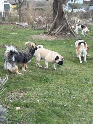 Kleine Kuschelmaus Hanni sucht ihre Herzensmenschen, Mischling - Hündin