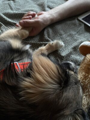 Kleine Kuschelmaus Hanni sucht ihre Herzensmenschen, Mischling - Hündin