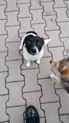 Kleine Lisl sucht ihr Für-immer-Zuhause