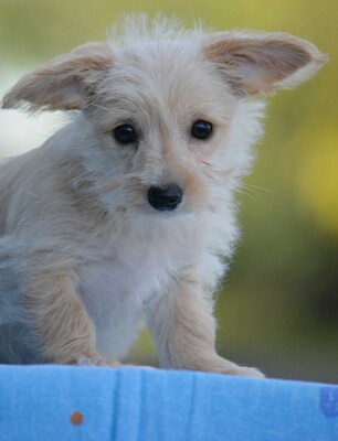 Kleine Lulu sucht ihr Für-Immer-Zuhause..., Chihuahua-Yorki-Mischling Welpen - Hündin