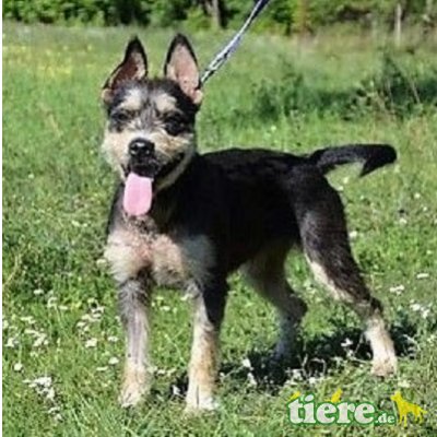 Kleine Maus Bonnie sucht ihre👨‍👩‍👦‍👦💖👍, Nette Mischlingshündin - Hündin