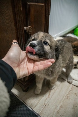 Kleine Mavjee , unsere Kuscheltante sucht ihr Herzenszuhause, Mischling Welpen - Hündin