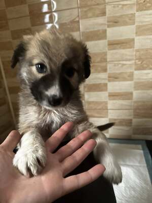 Kleine Mavjee , unsere Kuscheltante sucht ihr Herzenszuhause, Mischling Welpen - Hündin