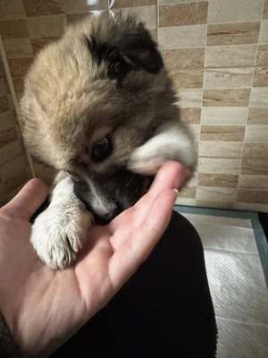 Kleine Mavjee , unsere Kuscheltante sucht ihr Herzenszuhause, Mischling Welpen - Hündin