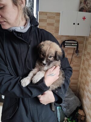 Kleine Mavjee , unsere Kuscheltante sucht ihr Herzenszuhause, Mischling Welpen - Hündin