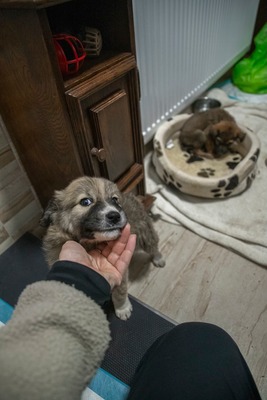 Kleine Mavjee , unsere Kuscheltante sucht ihr Herzenszuhause, Mischling Welpen - Hündin
