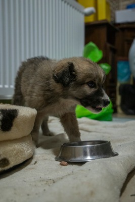 Kleine Mavjee , unsere Kuscheltante sucht ihr Herzenszuhause, Mischling Welpen - Hündin