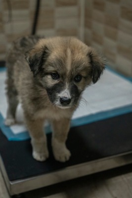 Kleine Mavjee , unsere Kuscheltante sucht ihr Herzenszuhause, Mischling Welpen - Hündin