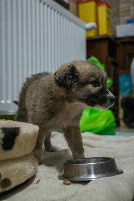 Kleine Mavjee , unsere Kuscheltante sucht ihr Herzenszuhause, Mischling Welpen - Hündin