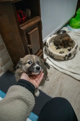Kleine Mavjee , unsere Kuscheltante sucht ihr Herzenszuhause, Mischling Welpen - Hündin