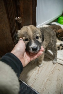 Kleine Mavjee , unsere Kuscheltante sucht ihr Herzenszuhause, Mischling Welpen - Hündin