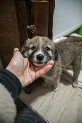 Kleine Mavjee , unsere Kuscheltante sucht ihr Herzenszuhause, Mischling Welpen - Hündin