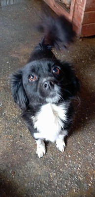 🌟 Kleine Mika – ein Zwergerl, das gefunden wurde, um geliebt zu werden 🌟