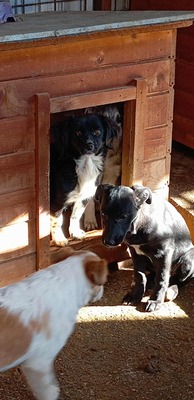 🌟 Kleine Mika – ein Zwergerl, das gefunden wurde, um geliebt zu werden 🌟, Mischling - Hündin